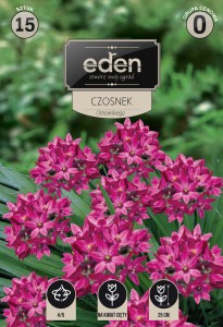 Czosnek ozdobny Ostrowskiego   kapers 8 cebulek 4/+