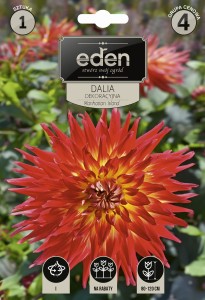 Dalia dekoracyjna Manhattan Island kapers 1szt