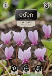 Cyklamen bluszczolistny (Cyclamen hederifolium)  kapers 1 cebulka 15/20