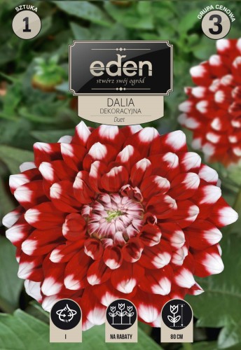 dalia dekoracyjna duet- kapers  Vilmorin Eden