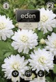 dalia balkonowa aspen- kapers  Vilmorin Eden