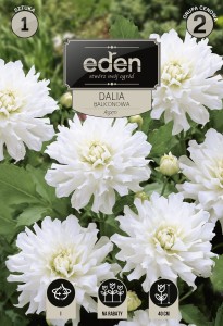 Dalia balkonowa Aspen  kapers  1szt