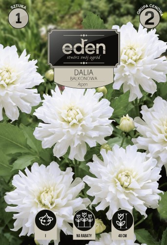 dalia balkonowa aspen- kapers  Vilmorin Eden