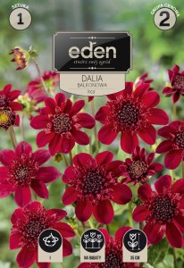 Dalia balkonowa Inca kapers   1szt