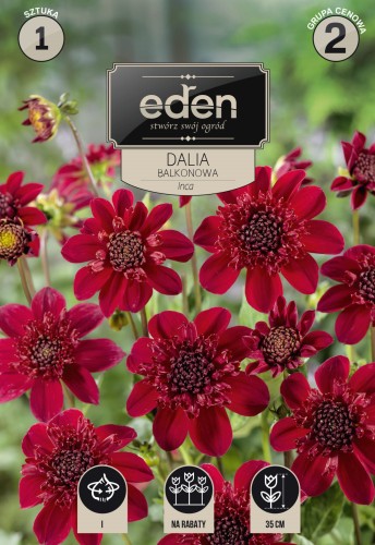 dalia balkonowa inca- kapers  Vilmorin Eden