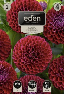 Dalia pomponowa  Downham Royal kapers 1szt