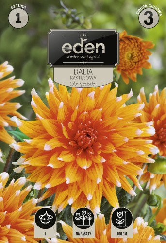 dalia kaktusowa color spectacle- kapers Vilmorin Eden