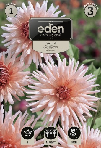 dalia kaktusowa preference- kapers Vilmorin Eden