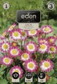 dalia balkonowa sweetheart- kapers Vilmorin Eden