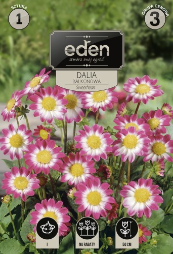dalia balkonowa sweetheart- kapers Vilmorin Eden