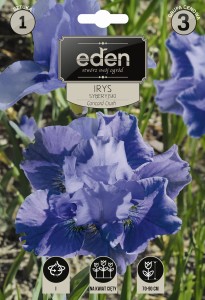 Irys syberyjski pełny Concord Crush 1szt kapers