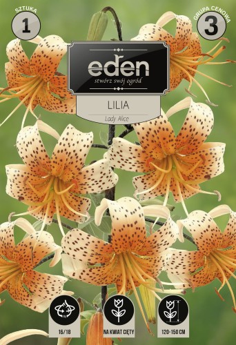 lilia lady alice- kapers  Vilmorin Eden