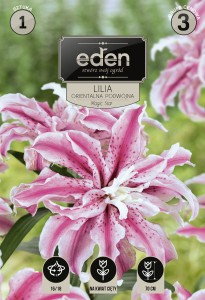 Lilia orientalna podwójna Magic Star kapers 1 cebulka 16/18
