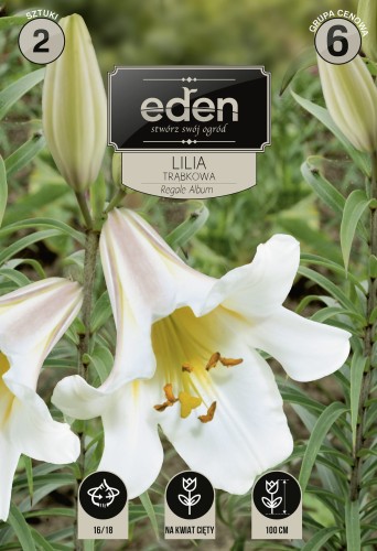 lilia regale album- kapers Vilmorin Eden