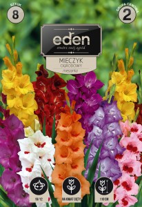 Mieczyk (Gladiolus) mix 8szt kapers