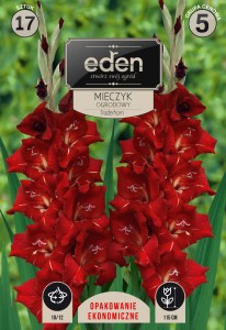 Mieczyk (Gladiolus) Traderhorn kapers 17 cebulek 10/12
