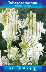 Tuberoza wonna biała 12/+ cebulka