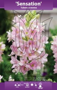 Tuberoza Sensation 10/12 cebulka 