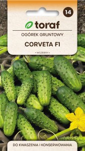 Ogórek Corveta F1 3g wczesny,pozbawiony goryczki,odporny 