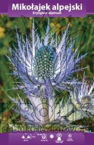 Mikołajek alpejski (Eryngium alpinum) kłącze  1szt  
