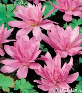 Zimowit Waterlily  18/20 (Colchicum giant) 1szt cebulka 