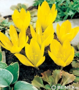 Sternbergia 10/+ 1szt (cebulka) 