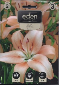 Lilia azjatycka Cannes 14/16 2szt kapers 