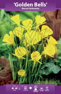 Narcyz łuskowaty Golden Bells  6/8 cebulka  1szt     