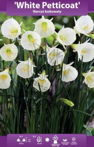 Narcyz łuskowaty White Petticoat  6/8 cebulka  1szt     