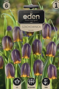 Szachownica asyryjska Uva Vulpis 5/6 6szt kapers