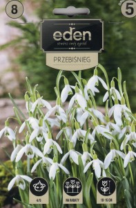 Śnieżyczka Przebiśnieg  (Galanthus nivalis)  4/5 8szt kapers