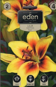 Lilia azjatycka Pieton 12/14 2szt kapers  