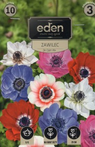 Zawilec pojedynczy De Caen mix (Anemone)  5/6 10szt kapers   