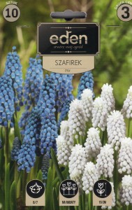 Szafirek (Muscari) mix 6/7 10szt kapers 