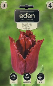 Tulipan strzępiasty Pacific Pearl 11/12 3szt   kapers
