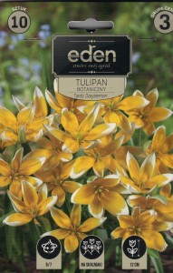 Tulipan botaniczny Tarda Dasystemon 6/7 10szt kapers  