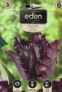 Tulipan papuzi Black Parrot 11/12  5szt kapers   