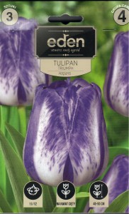 Tulipan triumph  Hotpants 11/12 3szt kapers 