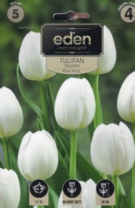 Tulipan triumph  White Prince  11/12 3szt kapers   