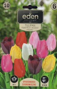 Tulipan pojedynczy wczesny mix 10/11  10szt  kapers