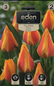 Tulipan greiga Miskodeed 10/11 3szt kapers        