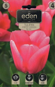 Tulipan darwina Big Love 11/12 5szt kapers        