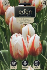 Tulipan pojedynczy pózny Happy Generation 11/12 3szt   kapers
