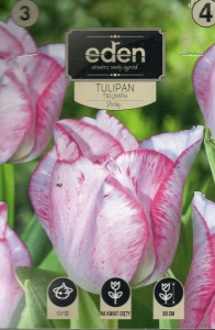 Tulipan triumph  Shirley  11/12 3szt kapers  