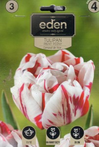 Tulipan pełny pózny Carnaval de Nice 11/12 3szt   kapers          