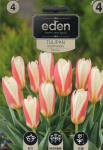 Tulipan kaufmanna The First  10/11 4szt kapers          