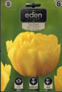 Tulipan pełny wczesny Yellow Pomponette 11/12 5szt    kapers           