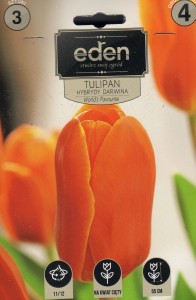 Tulipan darwina Worlds Favourite 11/12 3szt kapers         