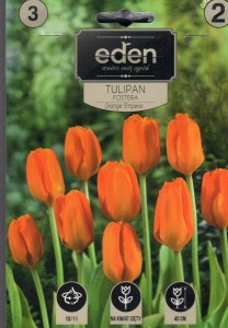 Tulipan fostera Orange Emperor  10/11 3szt kapers        