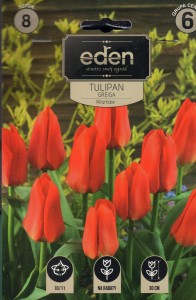 Tulipan greiga Miramare 10/11 8szt kapers        
